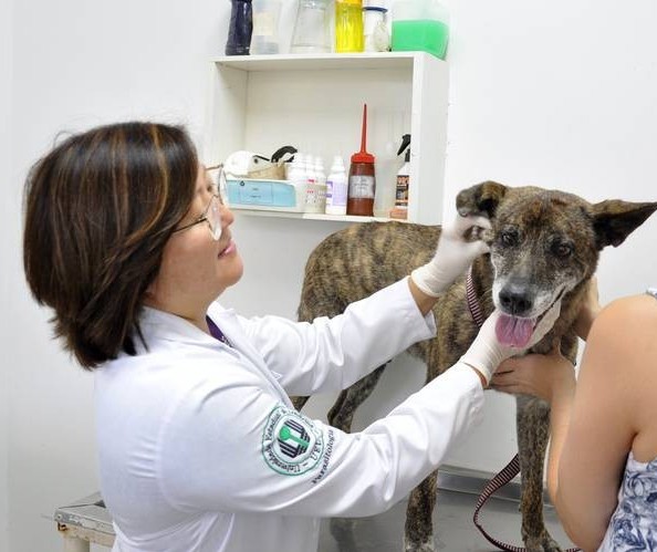 Exames de laboratório ajudam a prevenir doenças em pets