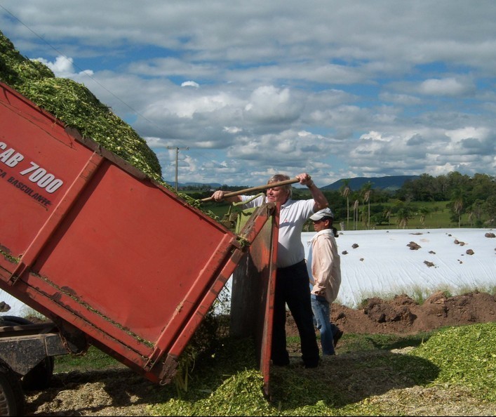 Emater orienta produtores para produção de silagem