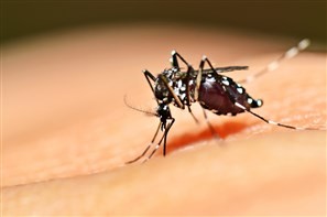 Índice médio de infestação do mosquito da Dengue em Maringá cai para 1%