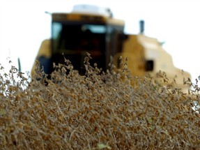 Estiagem de mais de dois meses atrasa o plantio da soja verão na região de Maringá