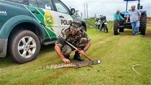 Polícia Ambiental captura jacaré que apareceu na fazenda experimental da Unicesumar