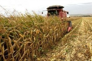 Excesso de umidade prejudica produtividade do milho safrinha na região