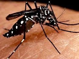 Fiscais e agentes da vigilância sanitária de Maringá fazem arrastão contra a dengue em Maringá