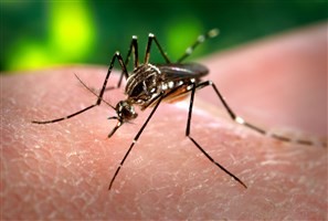 Estiagem reduz casos de dengue em Paranavaí