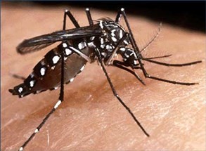 Maringá está com risco médio de epidemia de dengue