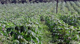 Seca não prejudicou somente os produtores de mandioca da região de Maringá, mas também as farinheiras e fecularias
