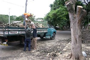 Mais de 4.500 árvores aguardam corte em Maringá