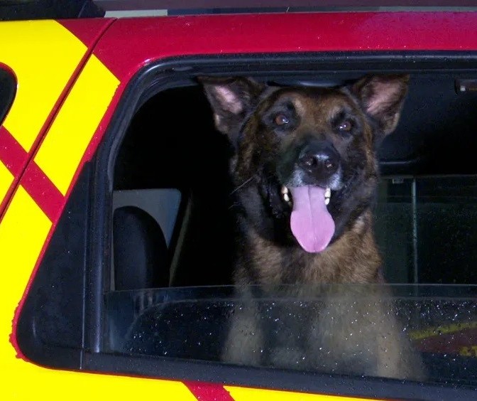 Cão farejador dos Bombeiros de Cianorte ajuda nas buscas por vítimas no RS