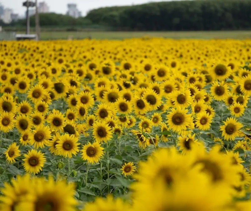 Campo de girassóis já tem data para abrir para o público em Maringá; veja os detalhes