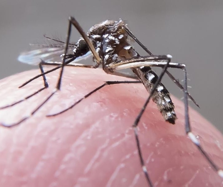 Maringá confirma a primeira morte por dengue e investiga a segunda