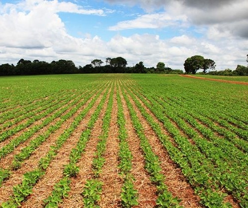 Plantio de soja no Brasil alcança 21% da área projetada para a safra 2019/20