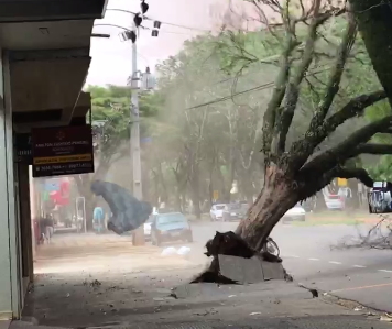 Registro impressionante do momento em que uma árvore cai