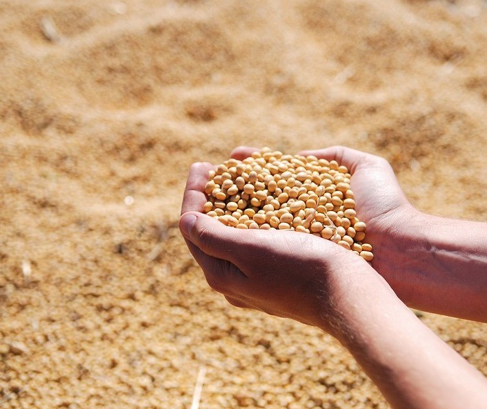 Soja custa R$ 78,50 a saca em Campo Mourão