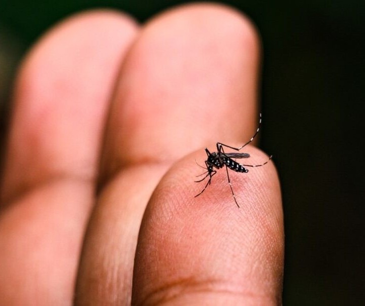 Maringá está em risco médio para infestação da dengue