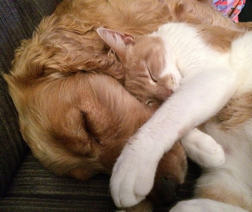 Cães e gatos podem viver juntos dependendo da personalidade de cada um