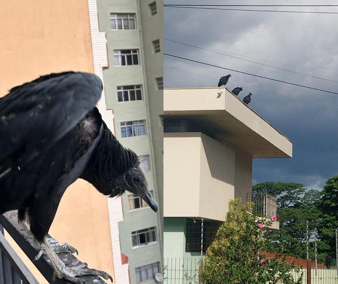 Em temporada de reprodução, urubus são vistos com mais frequência na área urbana