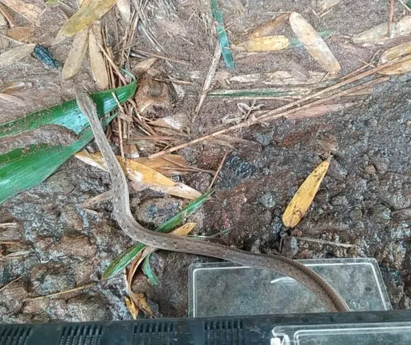 Trabalhadores encontram cobra venenosa durante serviço de limpeza e roçada, no Paraná;