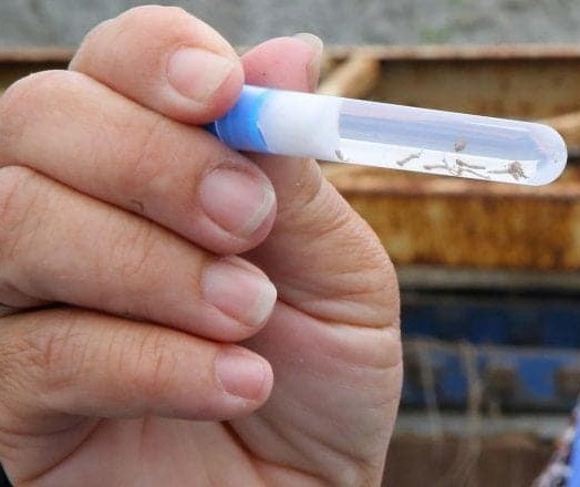 Projeto de pesquisa da UEM quer facilitar o diagnóstico do vírus da dengue