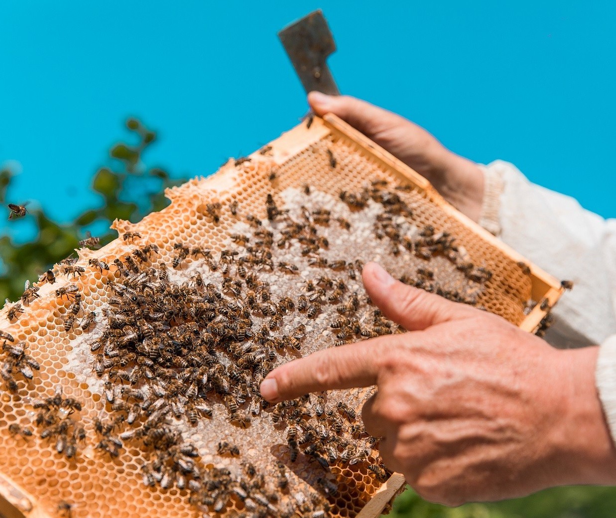 Assindi desenvolve projeto de apicultura na Terra Indígena Ivaí