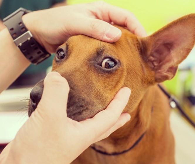 Como identificar se o seu animal está com problema de visão?