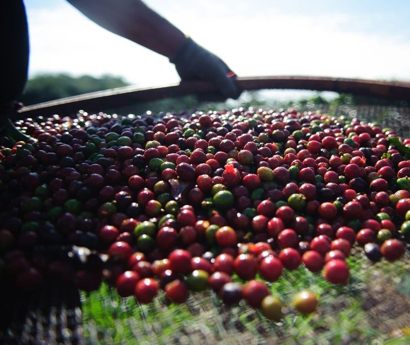 40% da safra atual de café já foi comercializada