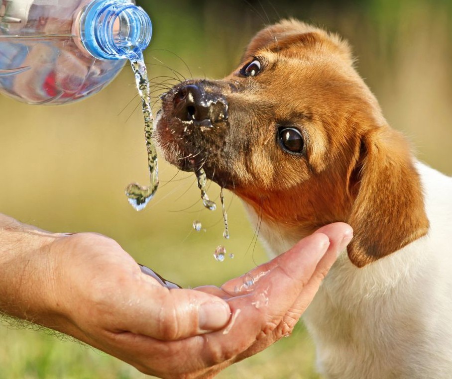 Cães também podem desenvolver insuficiências renais 