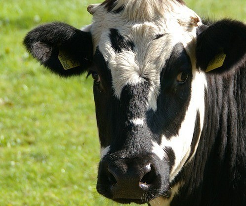 Vaca gorda custa R$ 136 a arroba em Londrina