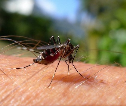 Doutor Camargo entra em epidemia