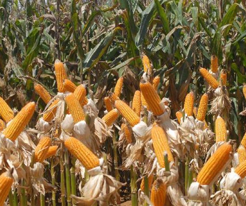 Produção do etanol a partir do milho
