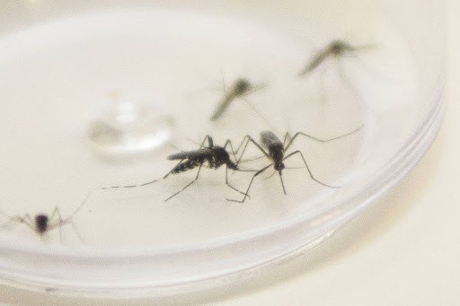 Um caso de dengue é registrado em Maringá