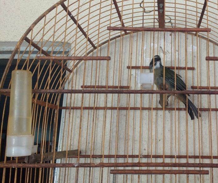 Mais de 20 pássaros são apreendidos em cativeiro em Marialva