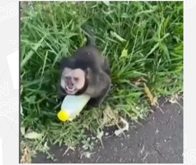 Vídeo de mulher sendo ‘roubada’ por macaco em Maringá viraliza nas redes sociais
