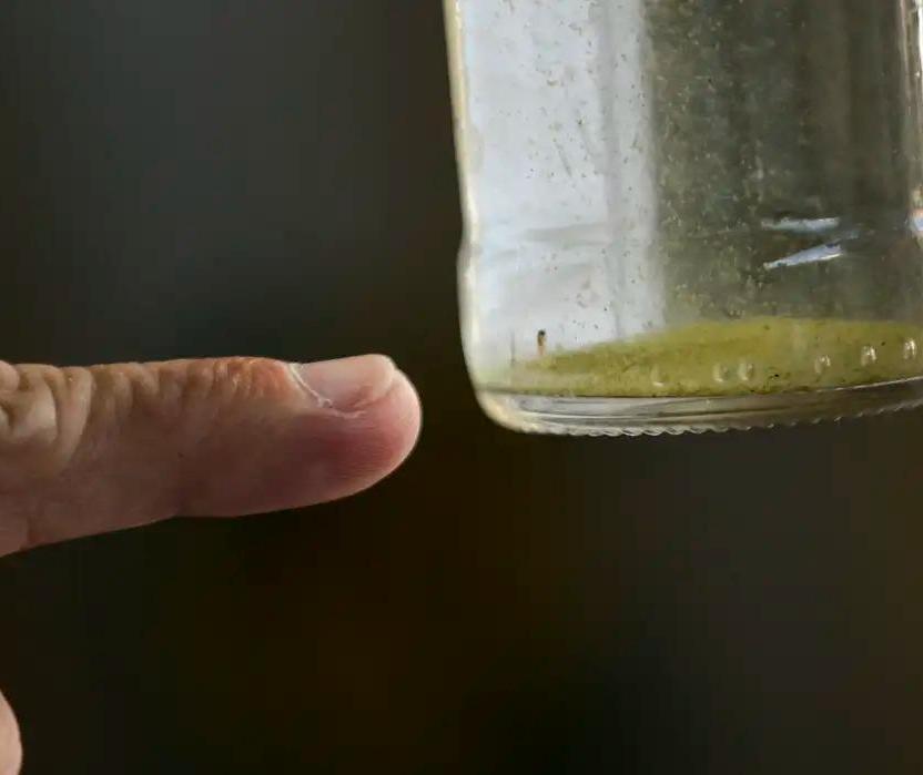 Lira aponta índice médio de 2,6% de infestação do mosquito da dengue em Maringá