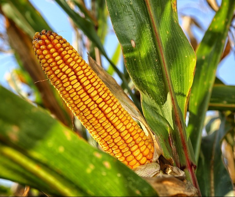 Preços da soja e milho beneficiam produtores