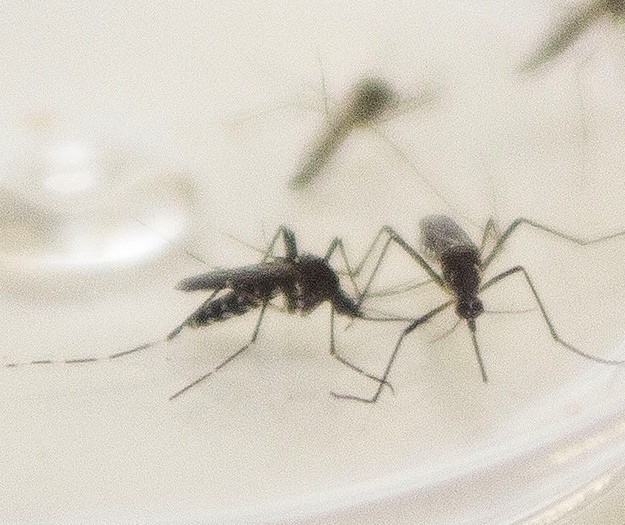 Paraná confirma mais 18 mortes por dengue