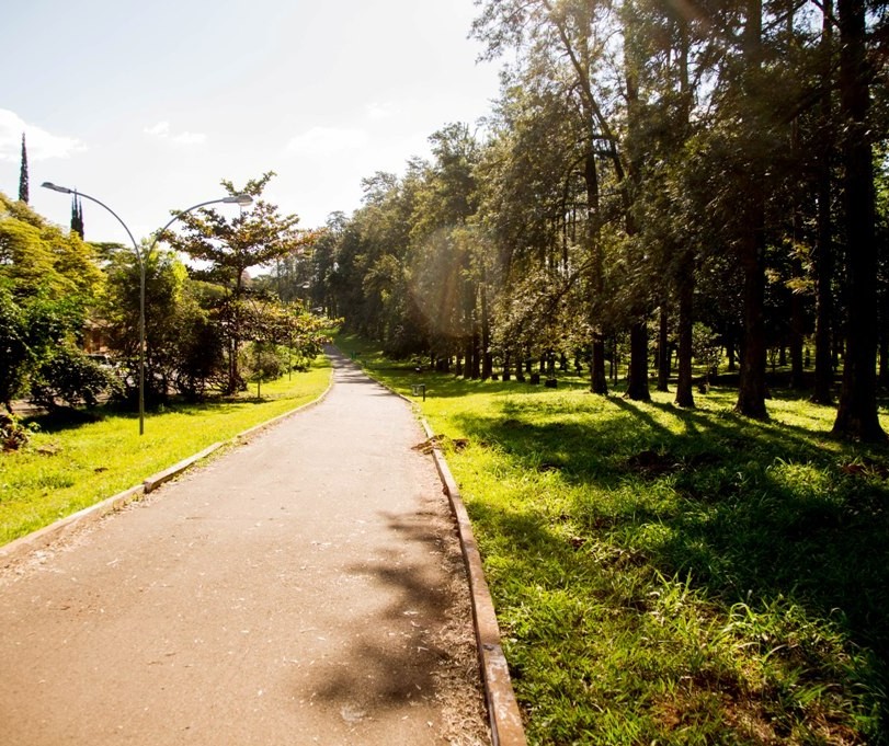 Benefícios da arborização urbana 