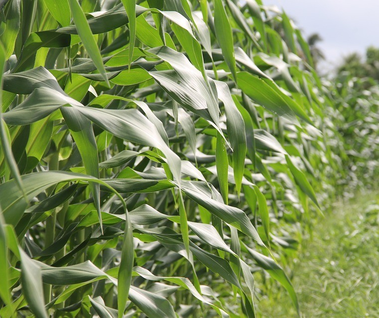 Milho de verão atinge 98% da área plantada no Paraná