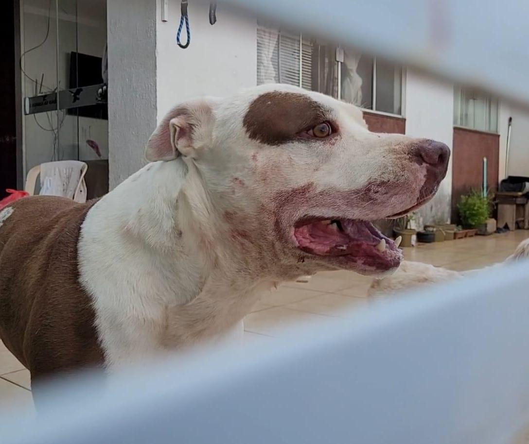 Criança de um ano é atacada por pitbull