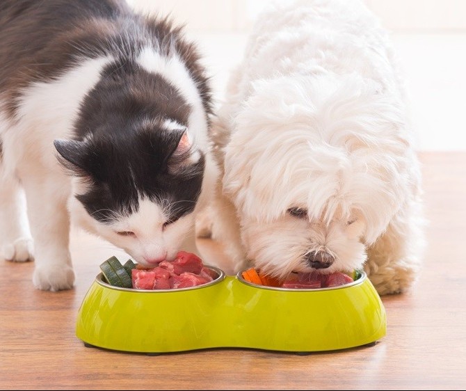 Quais os benefícios da alimentação natural para os pets?