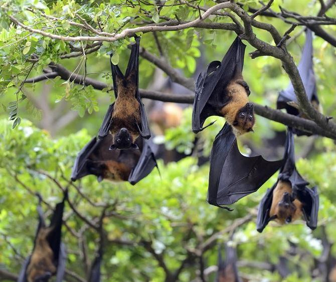 Morcegos de Maringá não se alimentam de sangue, diz pesquisador