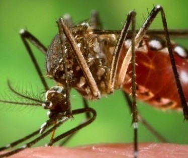 Secretaria de Saúde do Paraná esclarece mitos sobre a dengue 