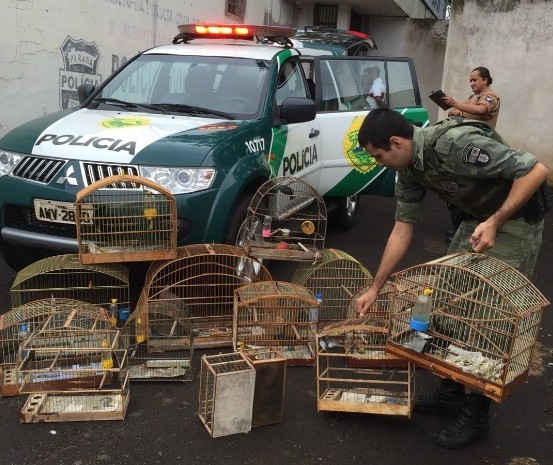 Você sabe quem recolhe animais silvestres em Maringá?