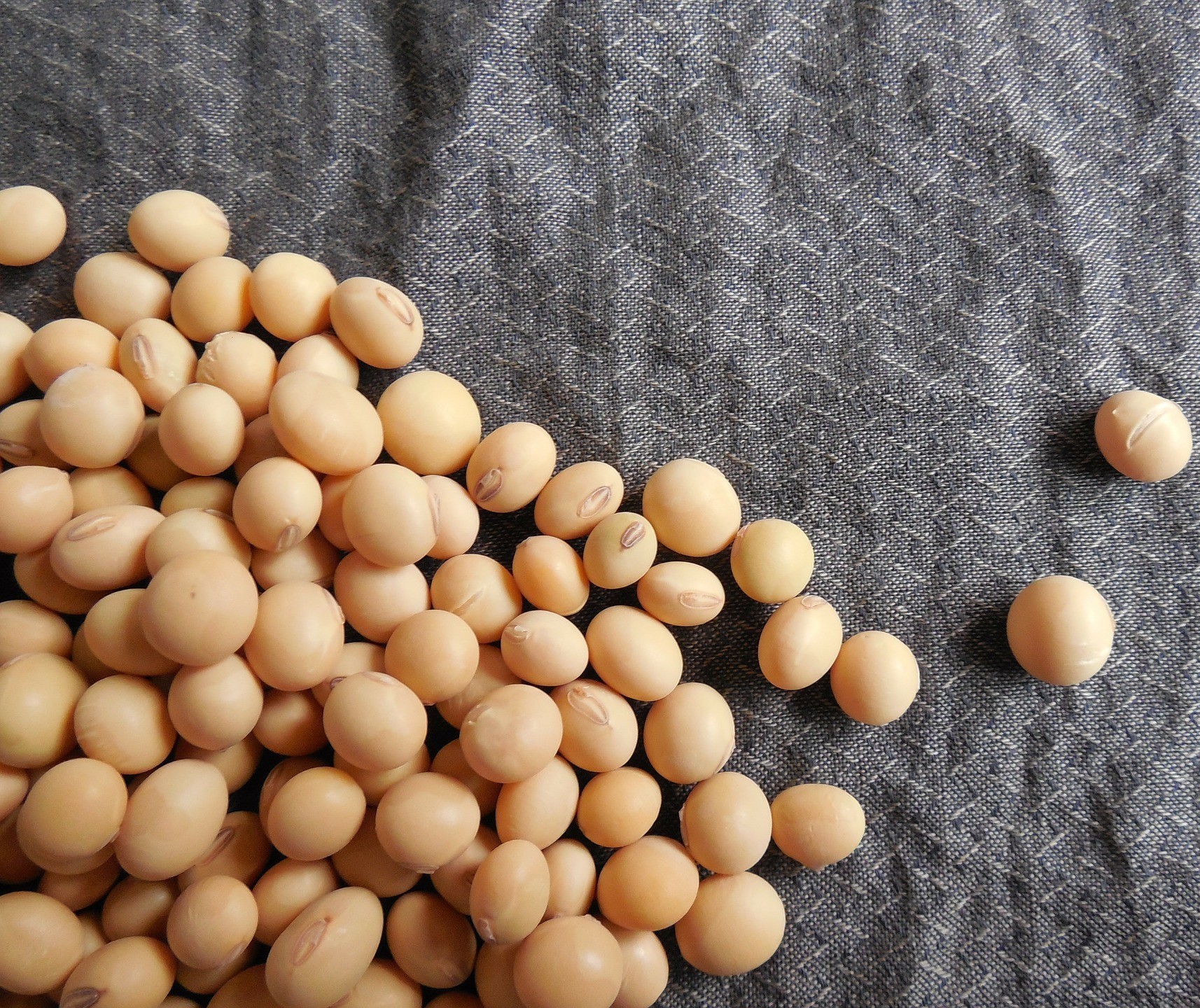 Inteligência artificial classifica grãos de soja em cooperativa de Maringá