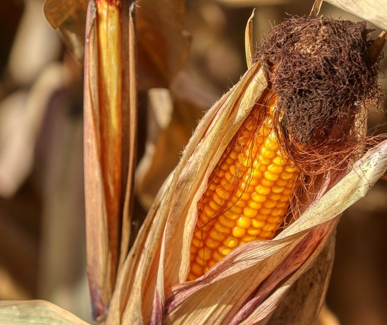 Cepea: comercialização de milho em abril nas principais praças acompanhadas esteve em ritmo lento