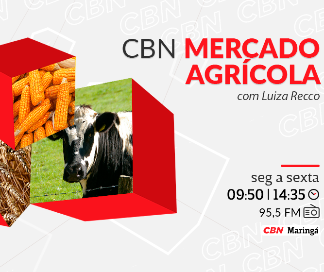 Mandioca custa R$973,57 na média regional