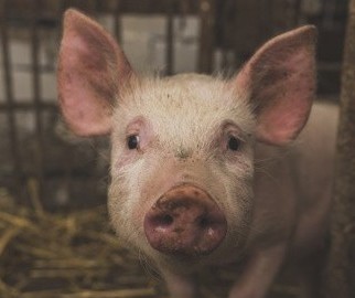 Suíno custa R$ 4,90 o quilo em Apucarana