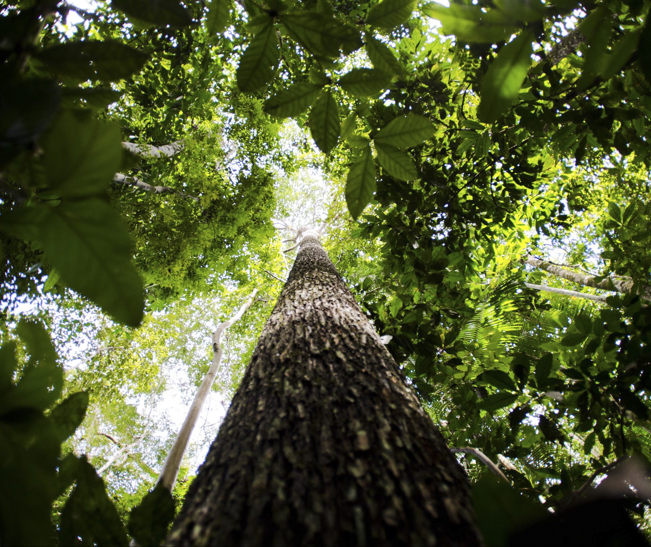 Área com florestas preservadas no Brasil corresponde a 66% do território nacional