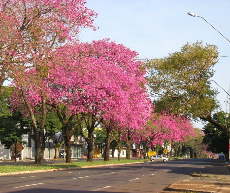 Com municipalização da Colombo, Eixo Monumental poderá chegar até UEM