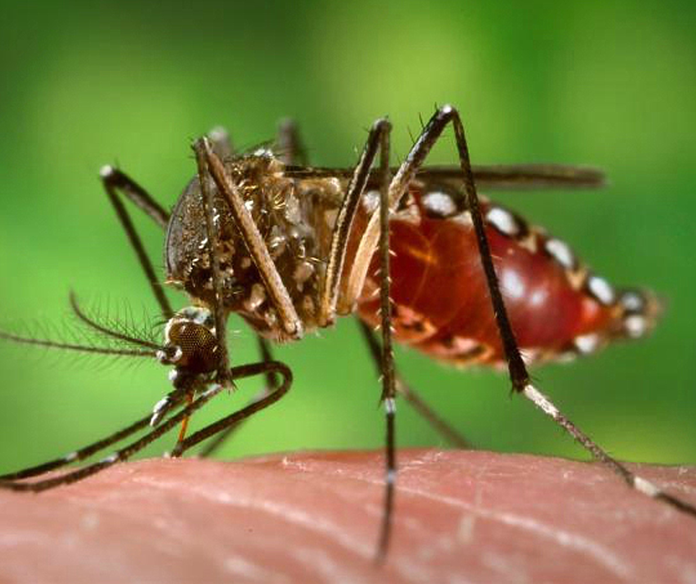 Roncador registra primeira morte por dengue no período epidemiológico