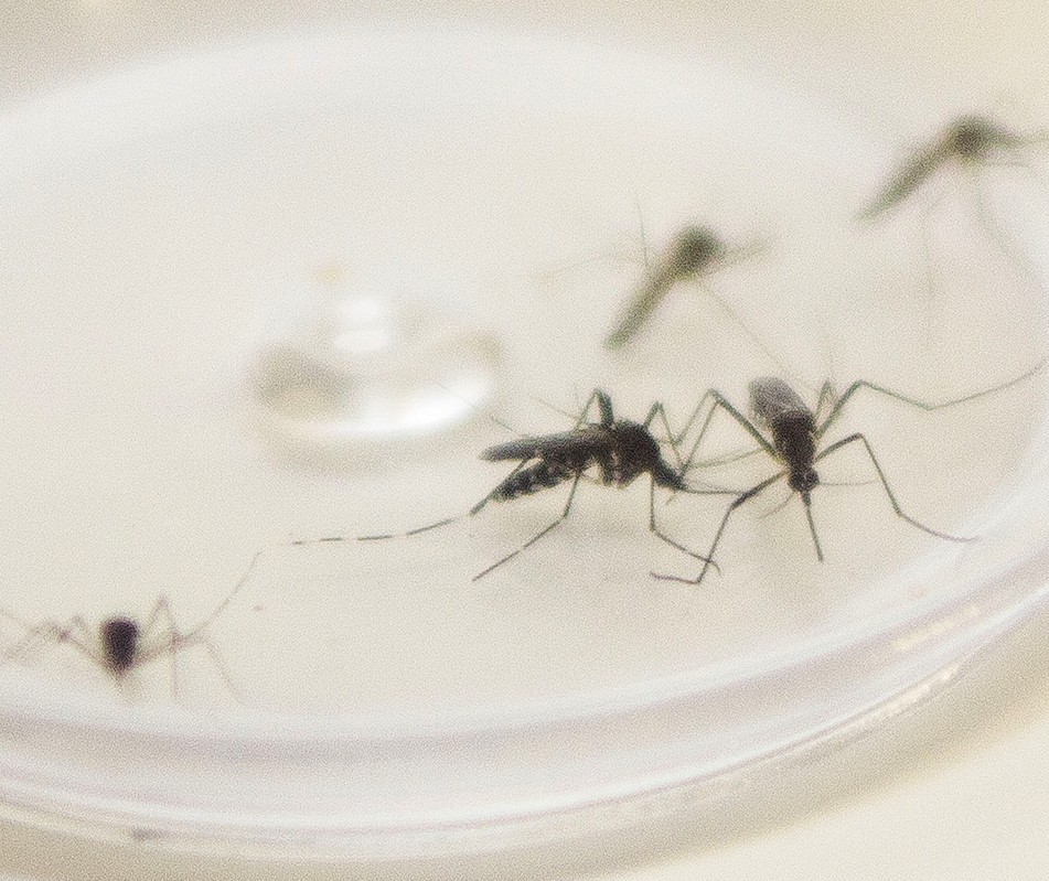 Apucarana registra mais duas mortes por dengue e passa de 6.700 casos